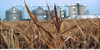 The Ethanol Scam Continues